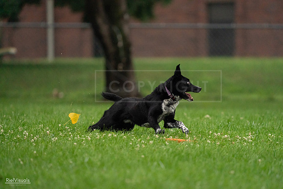 RielVisuals_20240722_192957_SJR01243