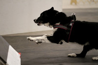 Waggin Tails - Flyball Fun Finders