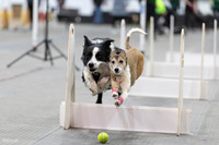 2026 Border Battle Bash Flyball Tournament