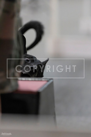 RielVisuals_SJR_1956