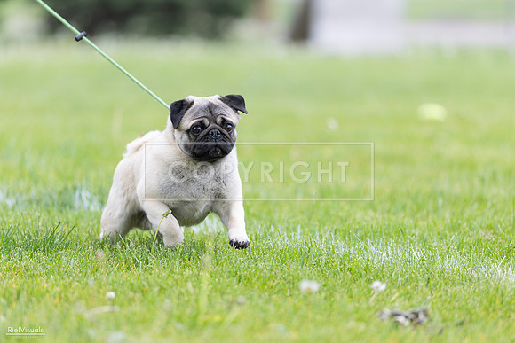 RielVisuals_20260518_172953_SJR_0126