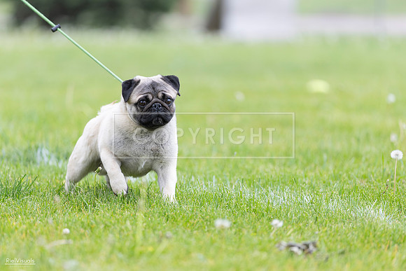 RielVisuals_20260518_172953_SJR_0128