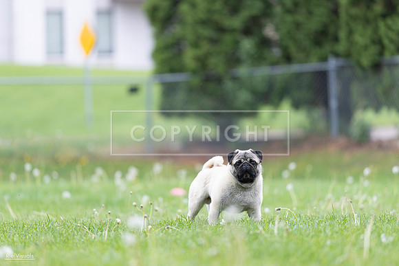 RielVisuals_20260518_173036_SJR_0196
