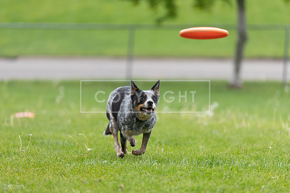 RielVisuals_20260518_181235_SJR_2478