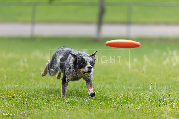 RielVisuals_20260518_181235_SJR_2485