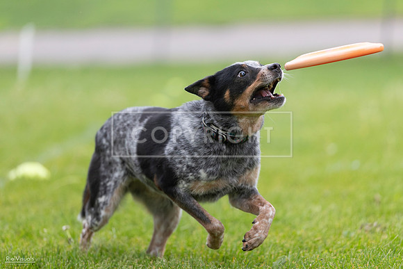 RielVisuals_20260518_181257_SJR_2570