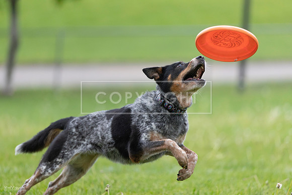 RielVisuals_20260518_181308_SJR_2641