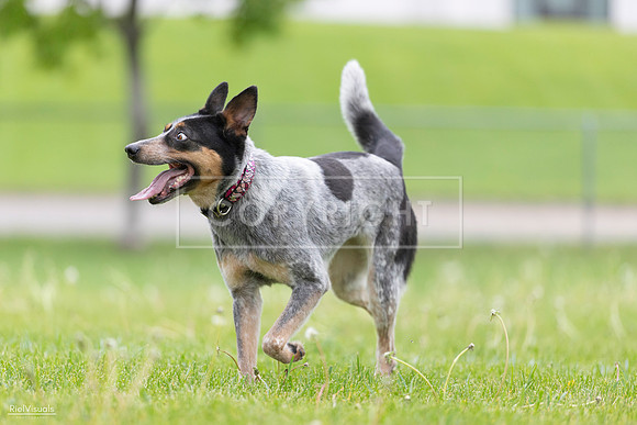 RielVisuals_20260518_183941_SJR_4810