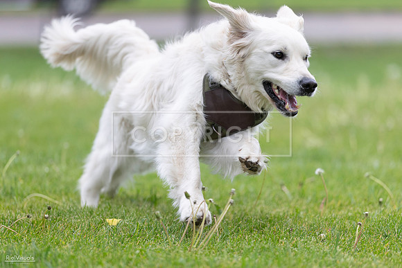 RielVisuals_20260518_184820_SJR_5236