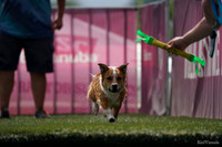 SJR06455