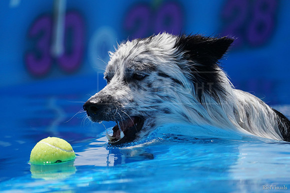 SJR01754