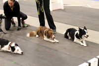 Canine Dirt Diggers - Topsoil