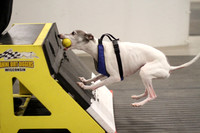 Canine Dirt Diggers - Quicksand