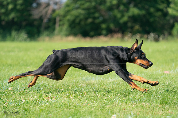 RielVisuals_20240728_103520_SJR08580