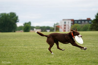 Greedy (Main Field)