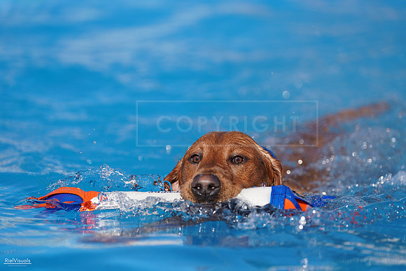 RielVisuals_NADD_Copper_Classic_20240126_143640_SJR07871