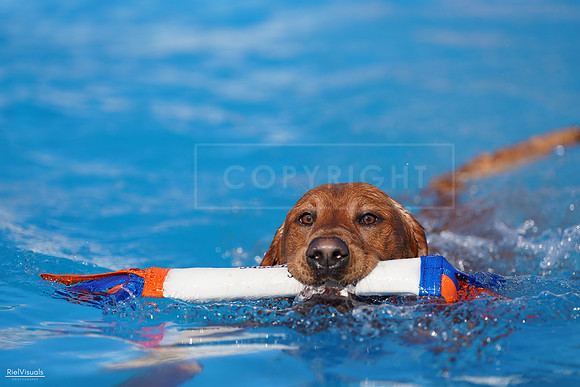 RielVisuals_NADD_Copper_Classic_20240126_143640_SJR07873