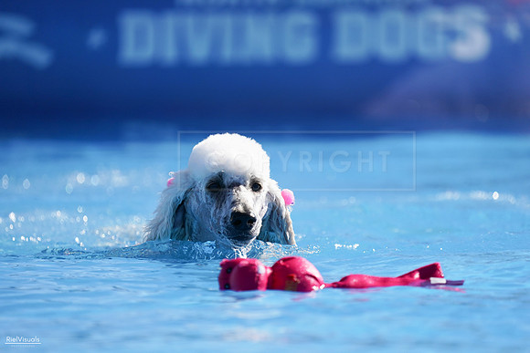 RielVisuals_NADD_Copper_Classic_20240126_111448_SJR06060