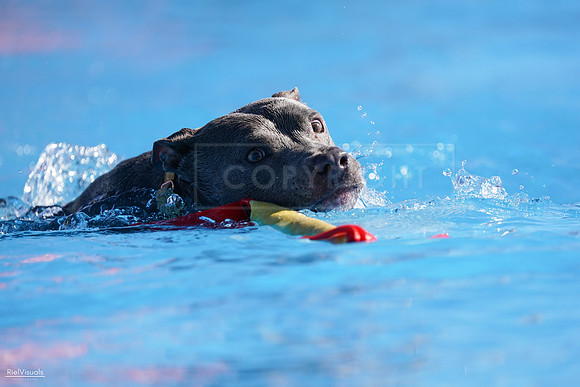 RielVisuals_NADD_Copper_Classic_20240126_111945_SJR06269