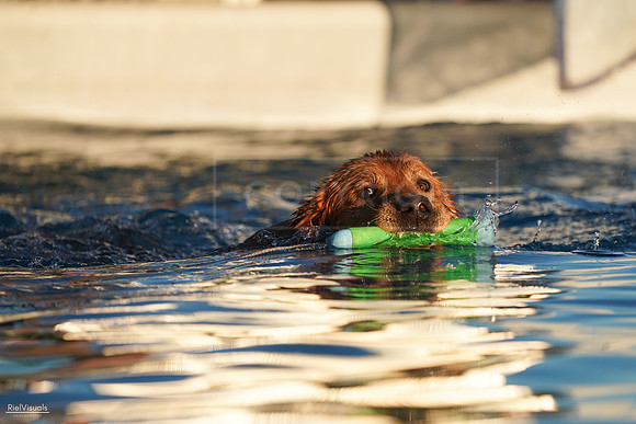 RielVisuals_NADD_Copper_Classic_20240127_172043_SJR01568