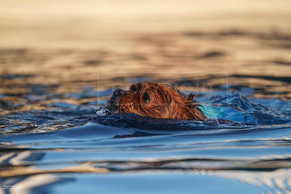 RielVisuals_NADD_Copper_Classic_20240127_173634_SJR02516