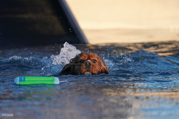 RielVisuals_NADD_Copper_Classic_20240127_173651_SJR02557