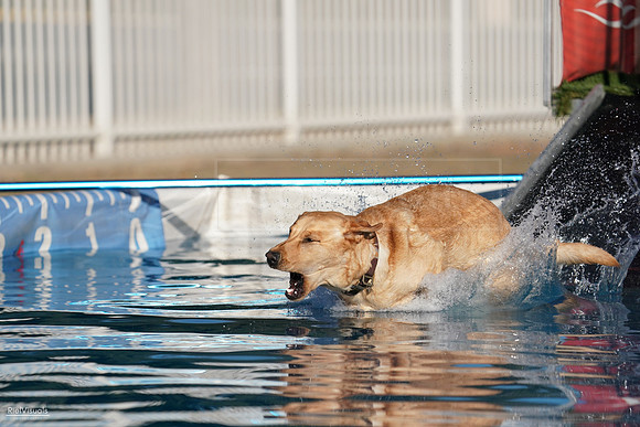 RielVisuals_NADD_Copper_Classic_20240127_160956_SJR06988