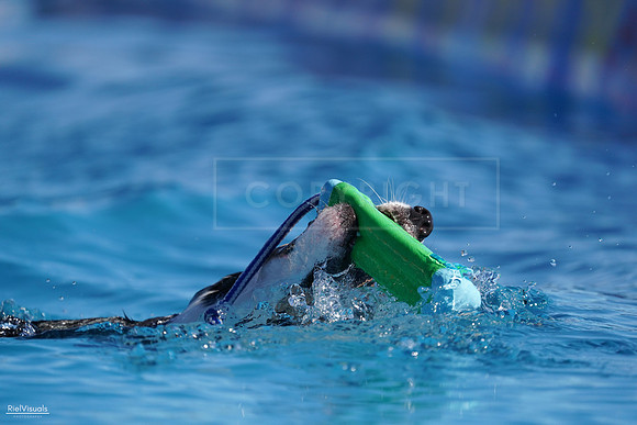 RielVisuals_NADD_Copper_Classic_20240127_140102_SJR02202