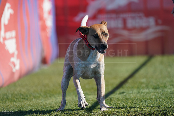 RielVisuals_NADD_Copper_Classic_20240127_124247_SJR09636