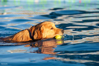 RielVisuals_NADD_Copper_Classic_20240128_080250_SJR02904