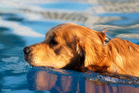 RielVisuals_NADD_Copper_Classic_20240128_080241_SJR02890