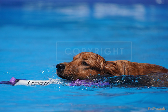 SJR06350