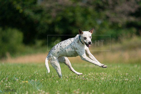 RielVisuals_20240727_095450_SJR08043