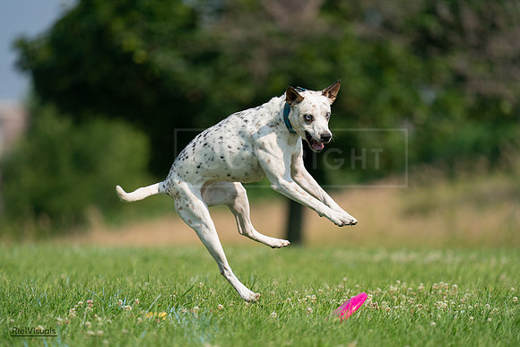 RielVisuals_20240727_095449_SJR08042