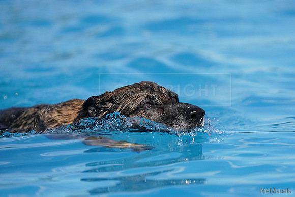SJR04746