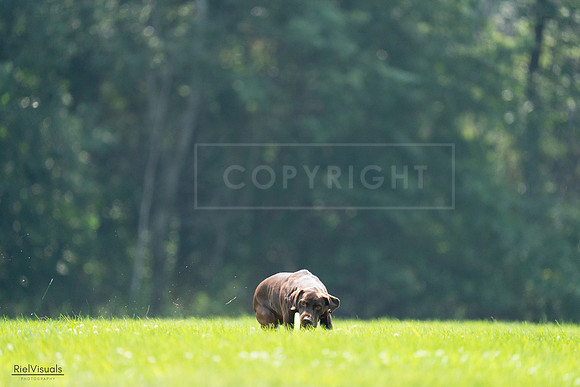 RielVisuals_20240727_123405_SJR05897